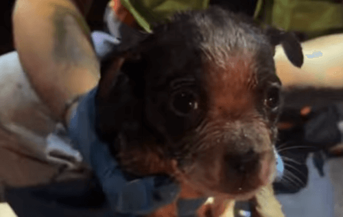 Водопроводчики спасли щенка, застрявшего в канализационной трубе