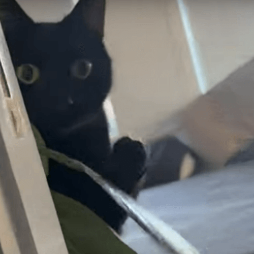 Чёрного кота, играющего с комнатным цветком, никто не может отвадить от любимой игрушки