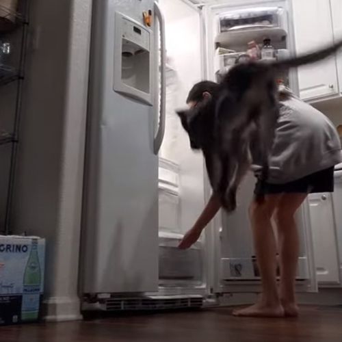 Стоит только хозяйке открыть холодильник, как её собака совершает дикие прыжки