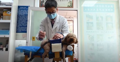 Ветеринар начал применять для лечения животных традиционную китайскую медицину