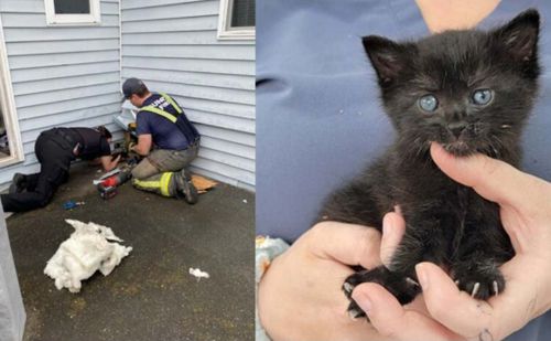 Спасатели помогли котёнку, который просидел под домом четыре дня