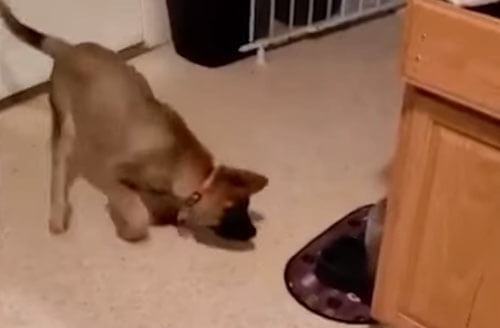 Игривая собака знает, как сделать собственную водную горку