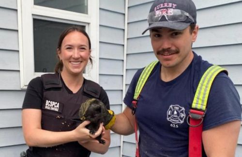 Спасатели помогли котёнку, который просидел под домом четыре дня