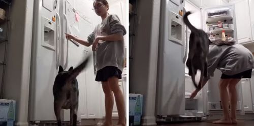 Стоит только хозяйке открыть холодильник, как её собака совершает дикие прыжки
