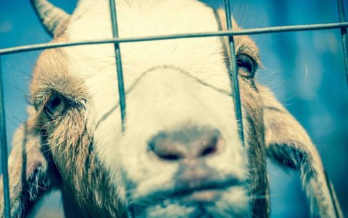 Тысячи человек подписали петицию, требуя отобрать коз у нерадивого фермера