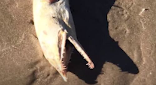 Устрашающие останки морского существа поставили очевидицу в тупик
