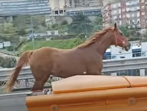 Лошадь пробежалась по автотрассе, но была поймана дорожной полицией
