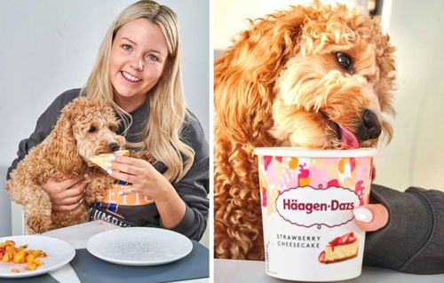Избалованная собака ест за обеденным столом, обожает мороженое и смотрит фильмы