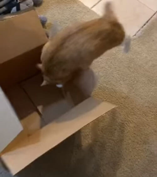 Увидев коробку, кот не смог сдержать природные инстинкты