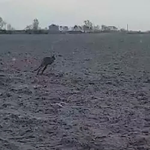 Автомобилист из Дании снял на видео кенгуру, прыгающего по полю