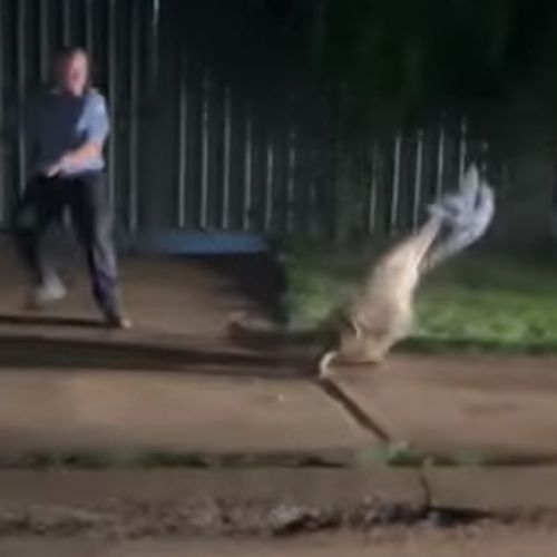 Полицейский попытался справиться с крокодилом, набросив на него полотенчико