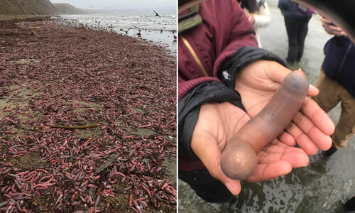 Тысячи съедобных червей, выглядящих не слишком прилично, вымыло на пляж