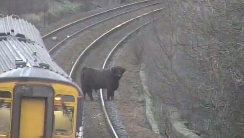 Сбежавшая корова на час остановила движение поездов