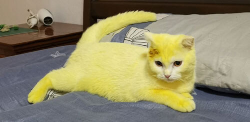 В результате лечения куркумой кошка превратилась в Пикачу