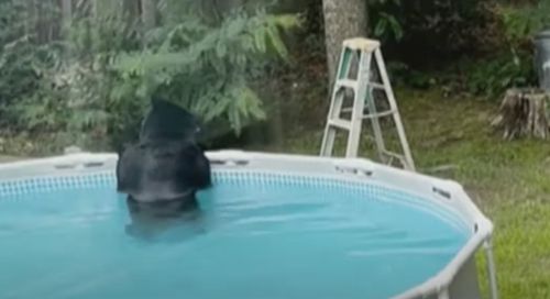 Медведь насладился прохладной водой, искупавшись в чужом бассейне