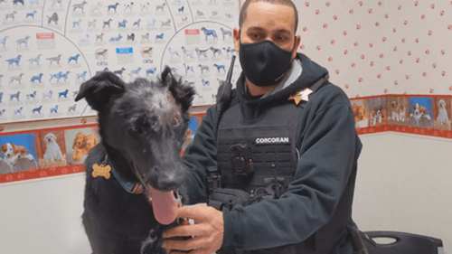 Пёс, выживший после ожогов, готовится стать терапевтическим животным
