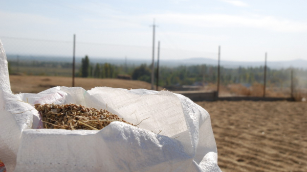 В Кыргызстане начали выращивать новый сорт риса