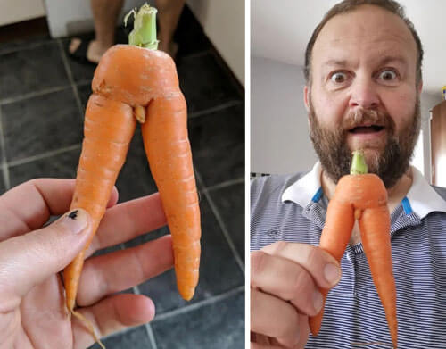 Супруги не удержались от хохота, получив слишком анатомическую морковку