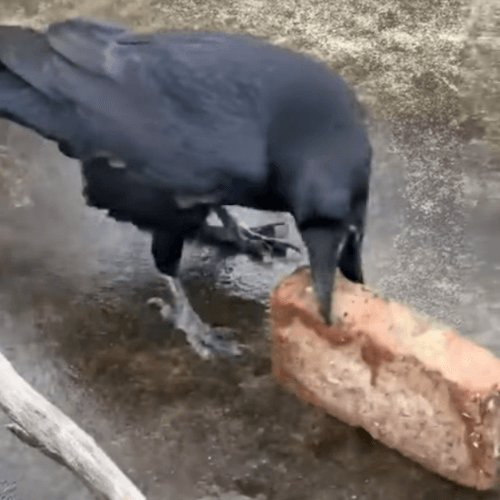 Ворона попыталась расколоть грецкий орех кирпичом