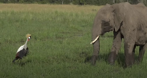 Пасущиеся слоны заставили журавля понервничать