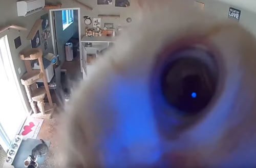 Камера видеонаблюдения очень интересует любопытного кота