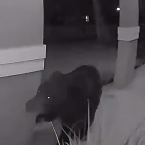 Выйдя из дома, хозяйка и её собака нос к носу повстречались с медведем
