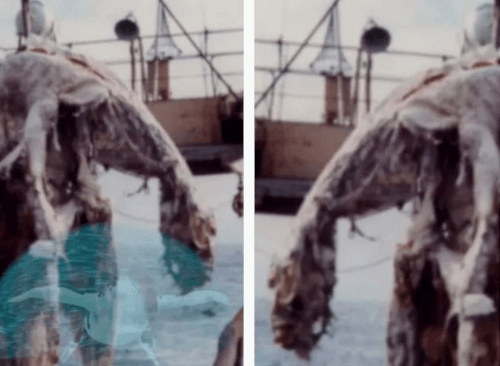 Рыбаки выловили из океана труп динозавра, но выкинули его из-за неприятного запаха