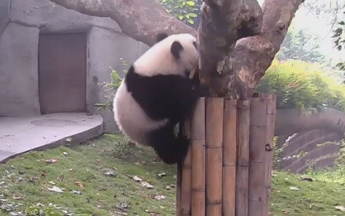 Втащив закуску на дерево, панда тут же её выронила