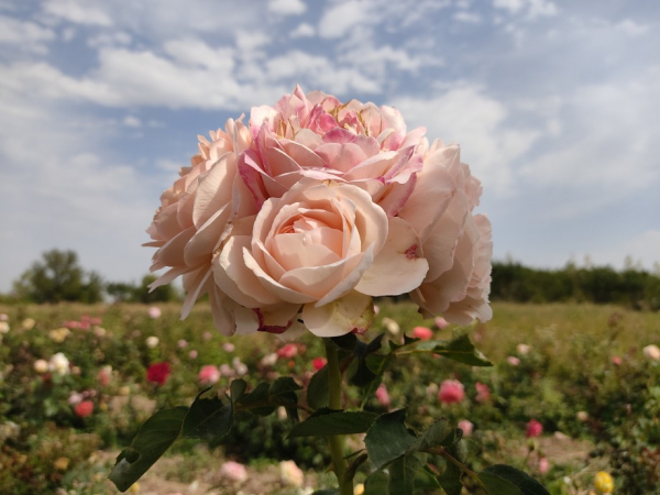 Семья из Кыргызстана вырастила розовый сад на пустыре