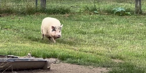 Чтобы получить арбуз на завтрак, свинье пришлось поторопиться
