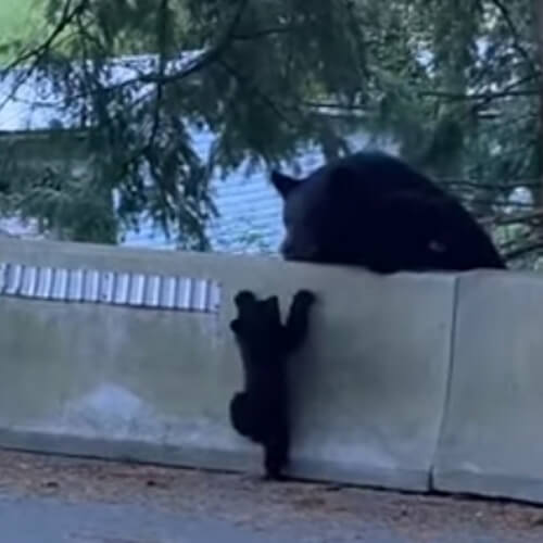 Вопящий медвежонок помучился, но сумел преодолеть барьер